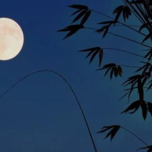 月光下的凤尾竹