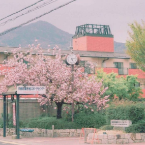 Sakura--cmj草莓酱