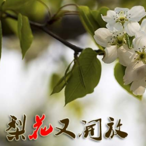 梨花又开放-钢琴谱