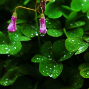 张哲瀚上海的雨吉他谱