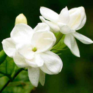 萨克斯茉莉花简谱-钢琴谱