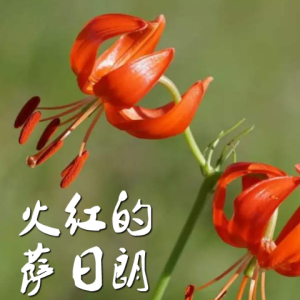 火红萨日朗吉他谱扫弦