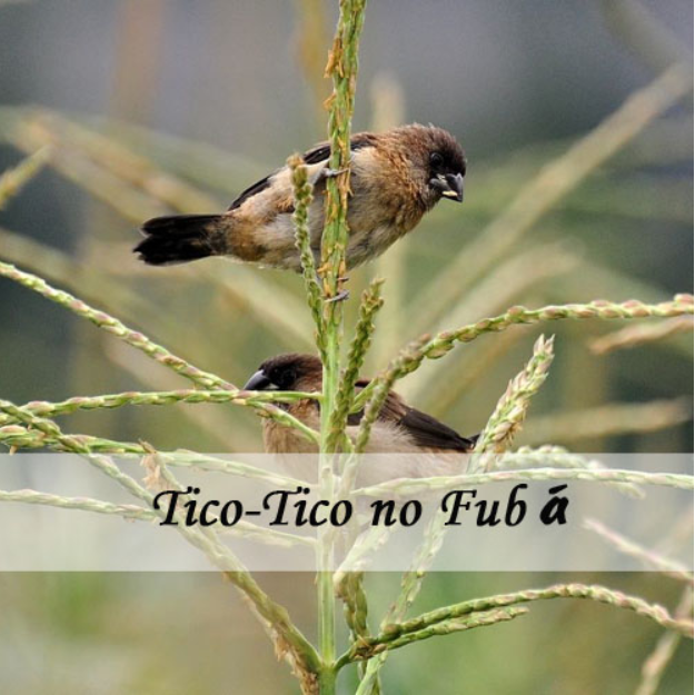 Tico-Tico no fubá 雀鸟 钢琴谱 玉米粉上的雀鸟-钢琴谱