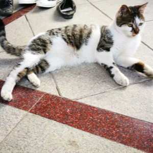 secret base ~君がくれたもの~的演奏视频