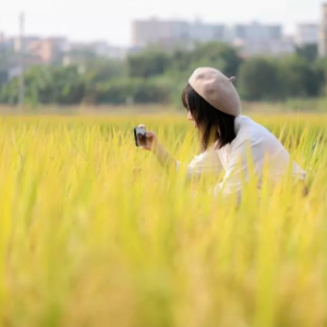 稻香 C调简易版