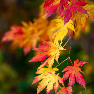 秋叶（Autumn Leaves）-钢琴谱