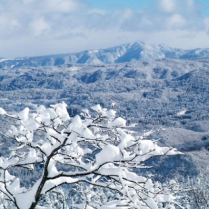雪绒花夏威夷吉他谱