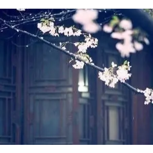 花开花落人如旧-旧是旧人-演奏