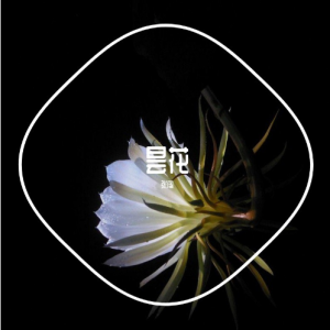 昙花吉他谱