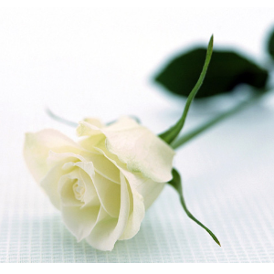 黑龙江洁白的玫瑰花