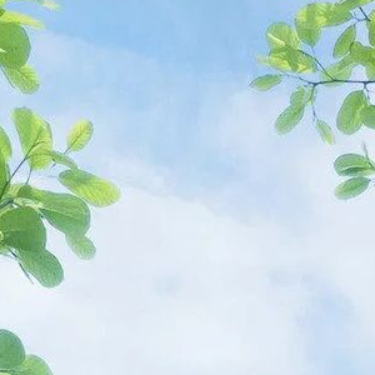 Summer tree