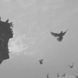 鸽子钢琴简谱 数字双手