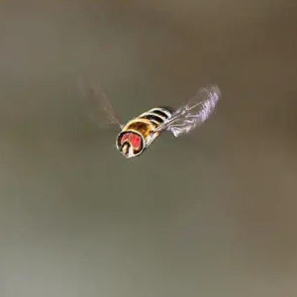 野蜂飞舞 Flight of the Bumble-bee-钢琴谱