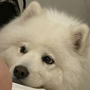 hyxk钢琴谱
