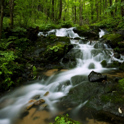 By The Brook