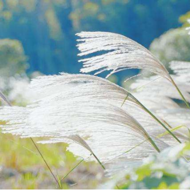 芦叶青青芦花白