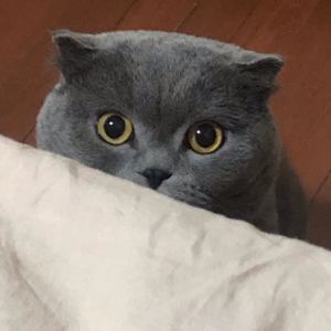 本祖安大爷的后宫钢琴谱