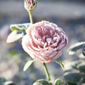王鹰版本雪绒花吉他谱