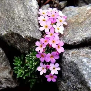 決心 (西村由纪江)