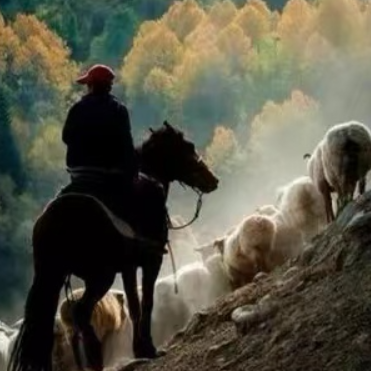 可可托海的牧羊人