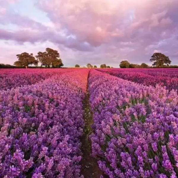 Lavender Hills