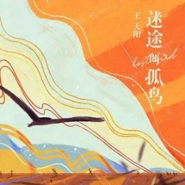 迷途的孤鸟- 王天阳【精品钢琴独奏】钢琴谱