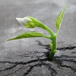 棉羊吉他谱