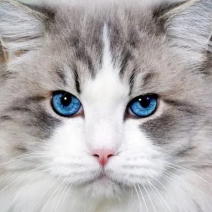 波斯猫