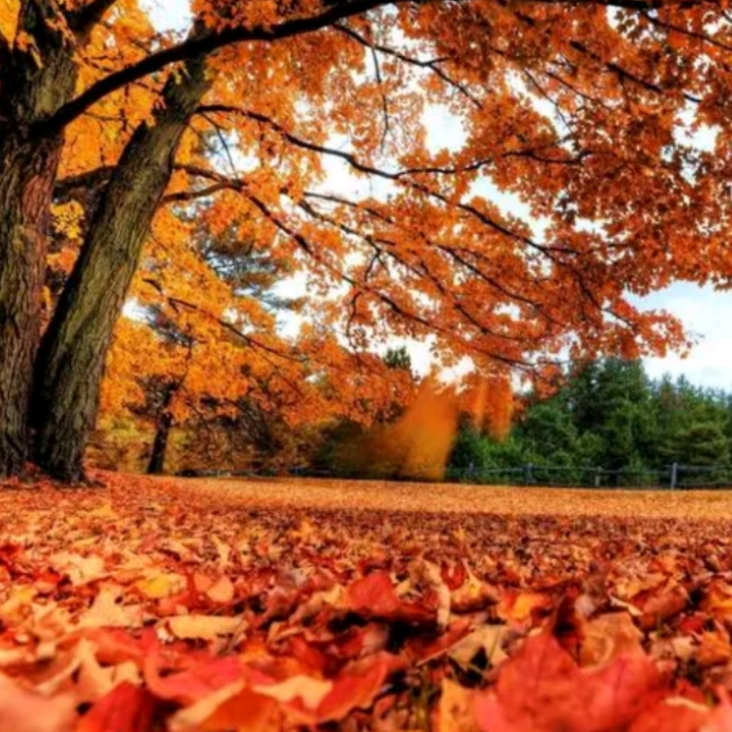 Autumn Leaves (Les feuilles mortes)-钢琴谱