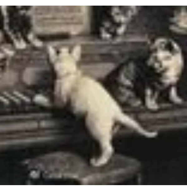 【斯卡拉蒂】猫赋格K.30/L.499-钢琴谱