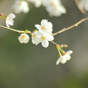 花山春早钢琴简谱 数字双手