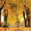 墨尔本的秋天-简单完整版  傅锵锵钢琴谱