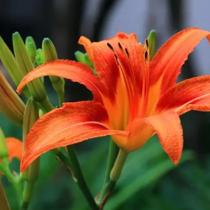 萱草花钢琴简谱 数字双手