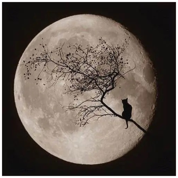 月亮代表我的心—C调完美弹奏谱-钢琴谱