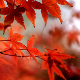 秋日之光//autumn glow【治愈小曲】