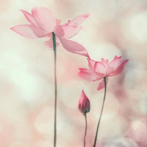 春天的花朵//SPRING FLOWERS【唯美-治愈-超好听】-钢琴谱