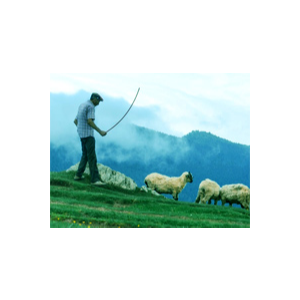 五哥放羊-The Fifth Brother Keeping the Sheep-钢琴谱