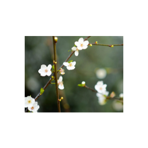 十朵梅花-Ten Plum Flowers-龚耀年-钢琴谱