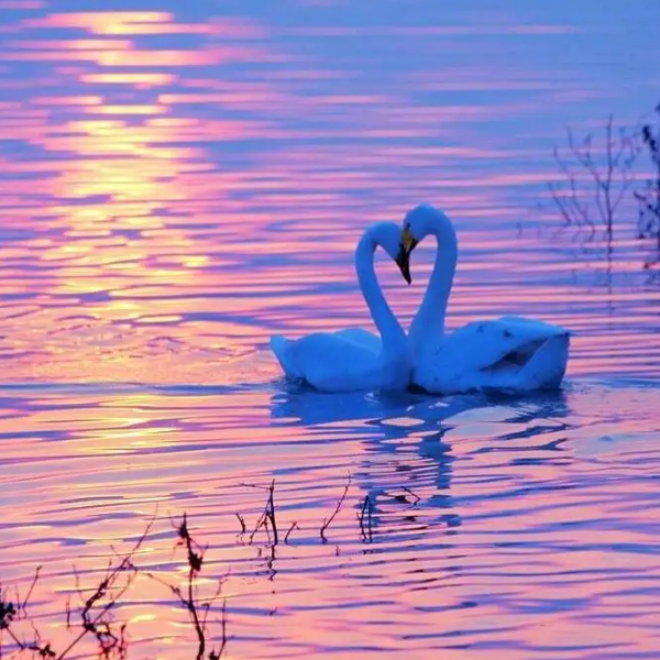 夕阳下的天鹅（Swans in the Sunset）-钢琴谱