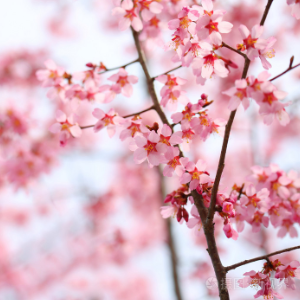春天，樱花和你—Epitone Project