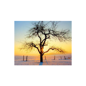 冬表树-爱的旋律钢琴简谱 数字双手
