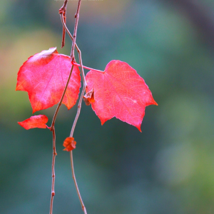 秋叶（Autumn Leaves）经典版爵士钢琴独奏-钢琴谱