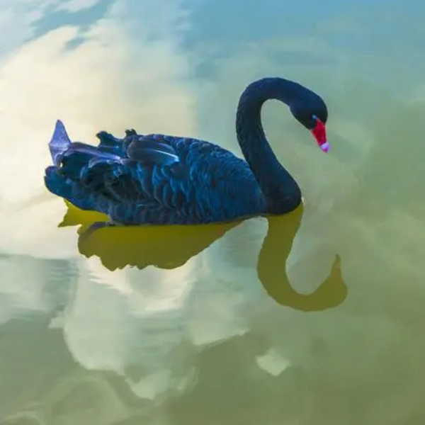 天鹅（The Swan）凯瑟琳·罗琳-钢琴谱