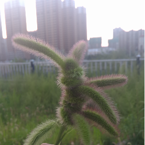 欢乐颂+卡农（超好听超燃串烧）