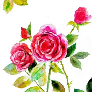 野玫瑰-免费乐谱【清新】-钢琴谱