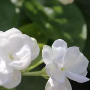 茉莉花 -教学版（带指法）