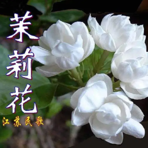 茉莉花钢琴简谱 数字双手