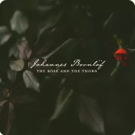 The Rose And The Thorn