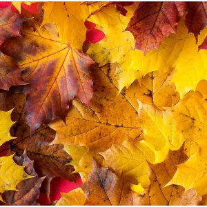 【四手联弹】Autumn Leaves（枫叶爵士）-钢琴谱