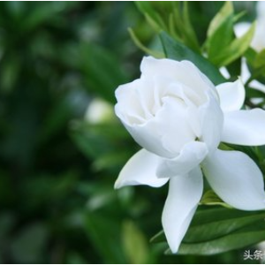 栀子花的约定 林三七（带歌词）-钢琴谱